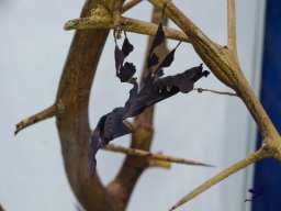 Haus des Meeres 13.03.2026